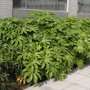 Vingerplant struik als borderplant